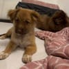 Zauberhafter SIMBA sucht liebe Familie