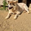 PANDA - braucht ein warmes Zuhause