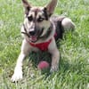 LEVI - ein ganz besonderer Hund