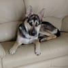 LEVI - ein ganz besonderer Hund