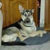 LEVI - ein ganz besonderer Hund