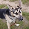 LEVI - ein ganz besonderer Hund
