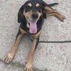 Rhonda Braquen Mix 9-10 Jahre