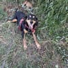 Rhonda Braquen Mix 9-10 Jahre
