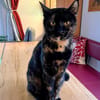 Hübsche Schildpattkatze Lenka 2 Jahre