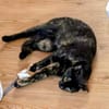 Hübsche Schildpattkatze Lenka 2 Jahre