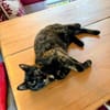 Hübsche Schildpattkatze Lenka 2 Jahre