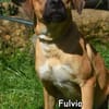 FULVIO