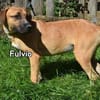 FULVIO