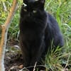 Coco in Mannheim sucht ihr Glück (SD)