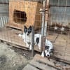 Ebano wartet auf Pflegestelle Nähe HH!