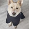 SOS - HERMES verliert sein Zuhause 🆘🆘