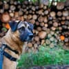 Unkomplizierte Hündin YUKI sucht!