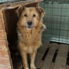 Alicia sucht endlich ihr Zuhause