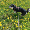 Mika - Kleiner, unkomplizierter Hundebub