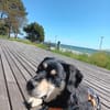 Mika - Kleiner, unkomplizierter Hundebub