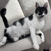 Schmusekatze NURIEL sucht!