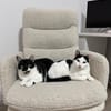 Schmusekatze NURIEL sucht!