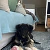 Teddy - süßer & verspielter Welpenbub
