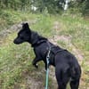 Kleine Hündin SLUKI sucht ein Zuhause!