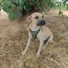 Toller Tommy sucht ein Zuhause