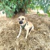 Toller Tommy sucht ein Zuhause