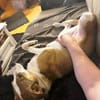 Nini ist eine sanfte, so liebe Hündin!