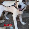Marie - verschmust und kuschelbedürftig