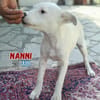 Nanni - lebhafte, süße Fellnase