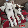 Nanni - lebhafte, süße Fellnase