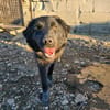 Elli  Traumhund für Herzmenschen