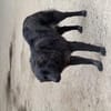 Elli  Traumhund für Herzmenschen
