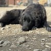 Elli  Traumhund für Herzmenschen