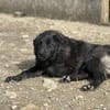 Elli  Traumhund für Herzmenschen