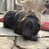 Elli  Traumhund für Herzmenschen