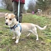 Verschmuster Balu