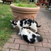 Maikätzchen  Anni und Casimir