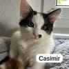 Maikätzchen  Anni und Casimir