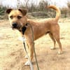 Dodger - braucht Zeit und Geduld