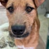 Dodger - braucht Zeit und Geduld