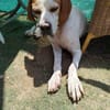 Pointer PIM sucht seine Familie