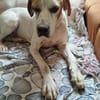 Pointer PIM sucht seine Familie