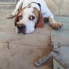 Pointer PIM sucht seine Familie