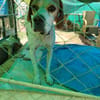 Pointer PIM sucht seine Familie