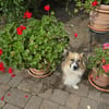 Hübscher Benni