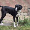 Araldo - wartet in 42859 Remscheid