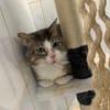 Basil [Fiv+]