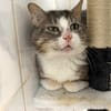 Basil [Fiv+]