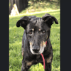 DINA