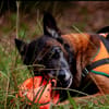 balou